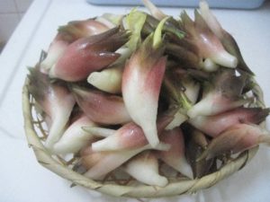 収穫したみょうが