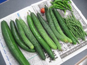 収穫したきゅうり達