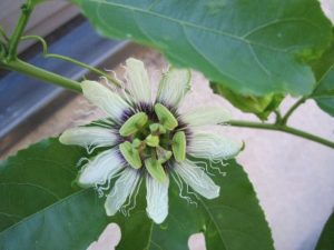 パッションフルーツの花