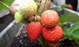 【園芸活動】イチゴとアスパラ
