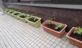 【園芸活動】ゴーヤ植え付け