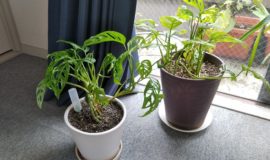 【園芸活動】オフィスの観葉植物