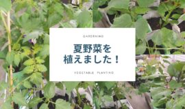 【園芸活動】夏野菜を植えました！