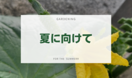 【園芸活動】夏に向けて！