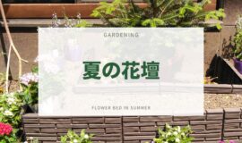 【園芸活動】夏の花壇